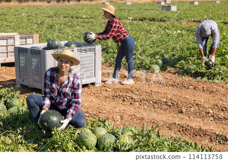Woman farmer harvesting watermelons on fruit plantation Woman farmer harvesting watermelons on fruit plantation 114113758