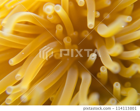 Macro shot of yellow tubular structures creating an abstract pattern. 114113801