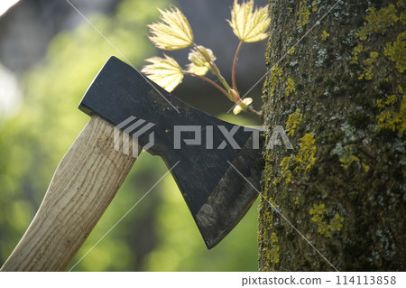 Axe stuck in tree stump in background of felled forest 114113858