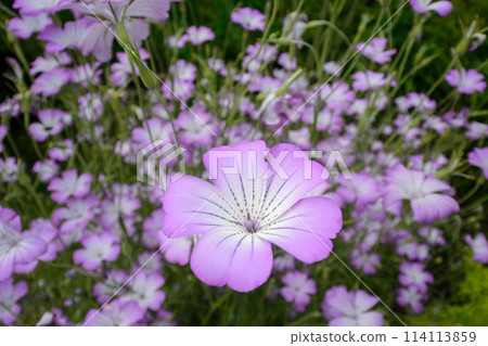 Flower of Mugi senne Flower of Mugi senne 114113859
