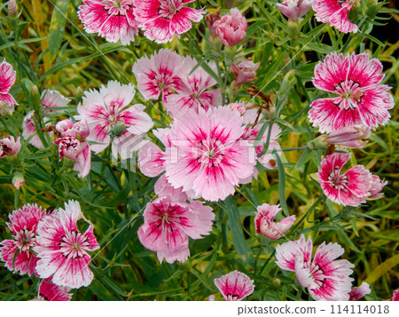 五月關竹盛開 114114018