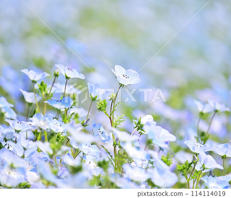 藍色粉蝶 114114019