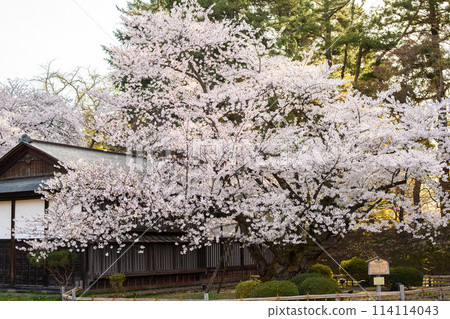 青森縣天然紀念物、最長壽弘前城、染井吉野 114114043