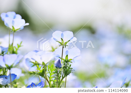 藍色粉蝶 114114090