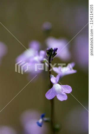 Pine needle orchid 114114105