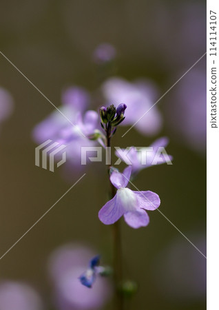 松針蘭花 松針蘭花 114114107