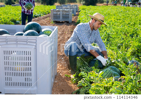 Man harvesting watermelons on fruit farm 114114346