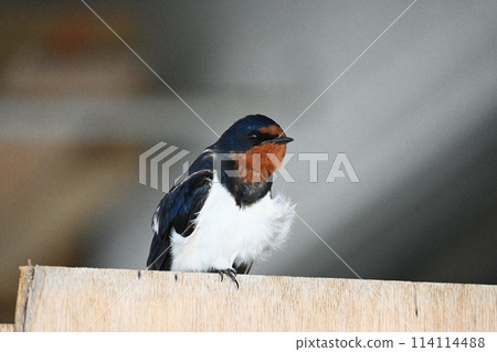 Swallows guarding the nest 114114488
