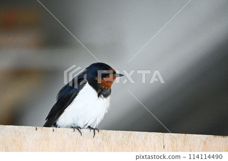 Swallows guarding the nest 114114490