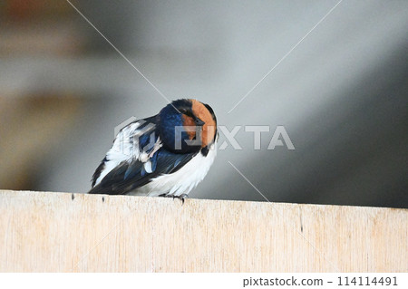 燕子守護巢穴 114114491