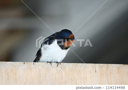 燕子守護巢穴 114114498