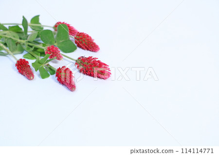 草莓蠟燭花框 114114771