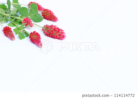 Strawberry candle flower frame Strawberry candle flower frame 114114772