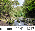 一條小溪流過新鮮的綠色森林 114114817