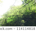 陽光照耀著清新的綠色森林 114114818