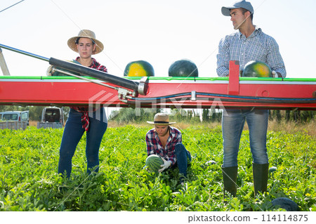 Group of farm workers picking watermelons, working on harvesting platform on field 114114875