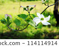 A branch of three white dogwoods in bloom 114114914