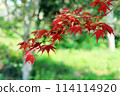Nomura maple with bright red new buds 114114920