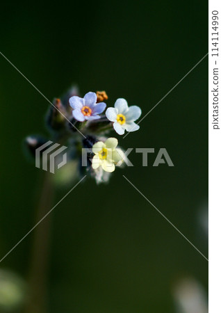 勿忘我（Myosotis discolor），其花會變色。 114114990