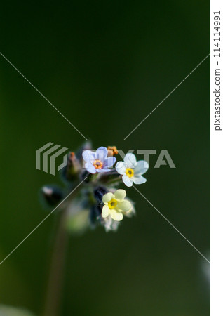 勿忘我(Myosotis discolor),其花會變色。 勿忘我(Myosotis discolor),其花會變色。 114114991