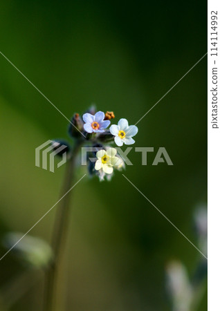 勿忘我(Myosotis discolor),其花會變色。 勿忘我(Myosotis discolor),其花會變色。 114114992