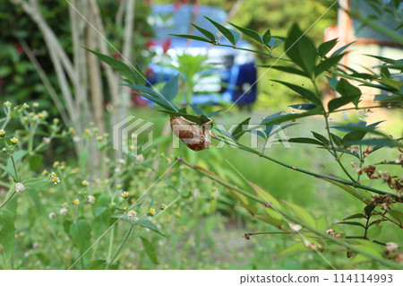 Cicadian shell Cicadian shell 114114993