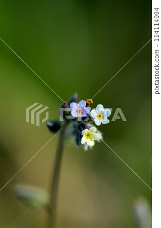 勿忘我(Myosotis discolor),其花會變色。 勿忘我(Myosotis discolor),其花會變色。 114114994