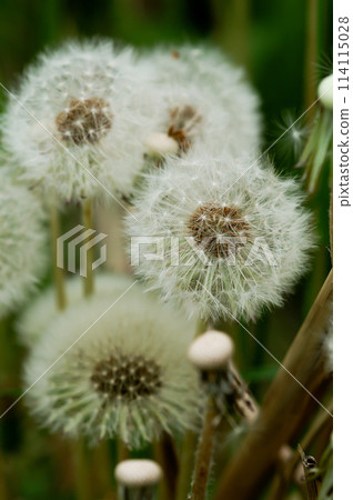 Fluff of dandelion Fluff of dandelion 114115028