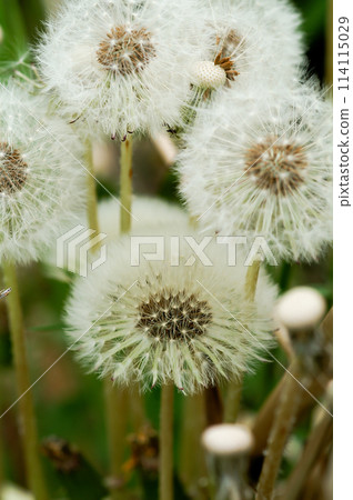Fluff of dandelion Fluff of dandelion 114115029