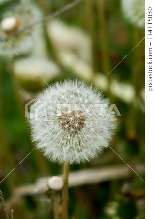 Fluff of dandelion Fluff of dandelion 114115030
