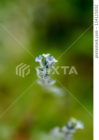 Forget-me-nots (Myosotis discolor) whose flowers change color. Forget-me-nots (Myosotis discolor) whose flowers change color. 114115032