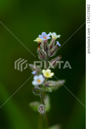 勿忘我(Myosotis discolor),其花會變色。 勿忘我(Myosotis discolor),其花會變色。 114115062