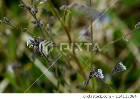 勿忘我(Myosotis discolor),其花會變色。 勿忘我(Myosotis discolor),其花會變色。 114115064