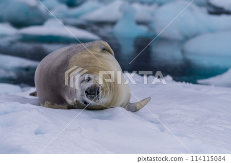Crabeater Seal resting on a sheet of ice Crabeater Seal resting on a sheet of ice 114115084