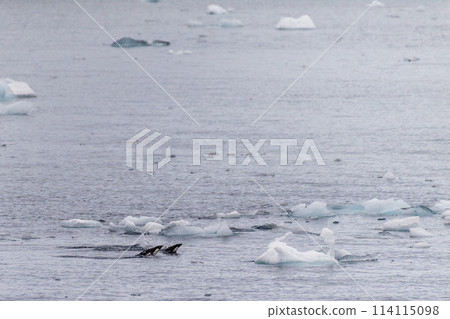 Adelie Penguins in Antarctica 114115098