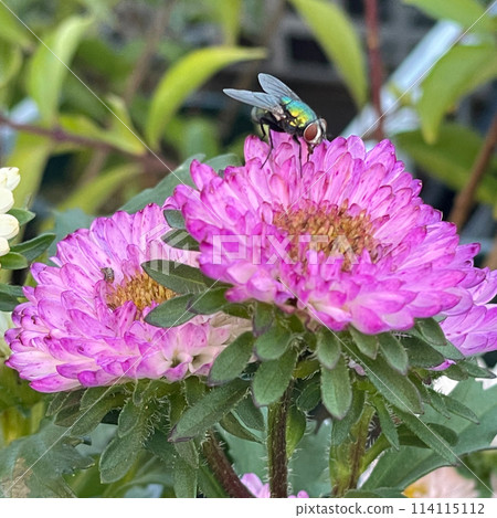 A broad-leaved fly (pollinating fly) landing on a daisy ① A broad-leaved fly (pollinating fly) landing on a daisy ① 114115112