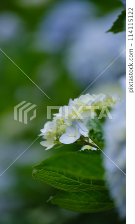 A vibrant early summer scene with blue hydrangeas A vibrant early summer scene with blue hydrangeas 114115122