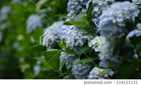 A vibrant early summer scene with blue hydrangeas A vibrant early summer scene with blue hydrangeas 114115131
