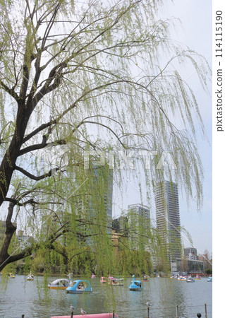 Willow trees swaying in the wind in the park Willow trees swaying in the wind in the park 114115190