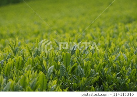 New tea blooms 114115310