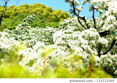 What a monja flower What a monja flower 114115569