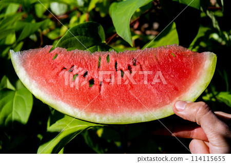 Man holding red watermelon slice in green garden background. Sunset outdoors summer day. Healthy seasonal local food 114115655