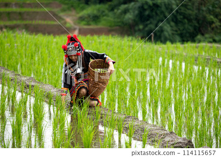 Amidst vibrant greenery of rice field, a young native woman, adorned in colorful traditional attire, bends down to check plant, her hands delicately holding woven basket 114115657