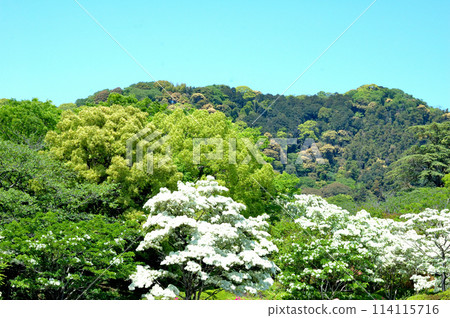 什麼是文字花 114115716