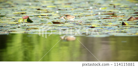 Comb-crested Jacana Comb-crested Jacana 114115881