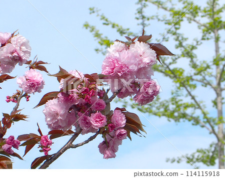 Peony cherry blossoms bathed in the blue sky and spring sunshine (double cherry blossoms at Okita Park) 114115918