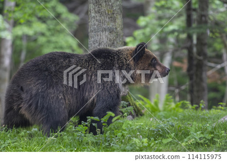 棕熊在安靜的森林裡 114115975