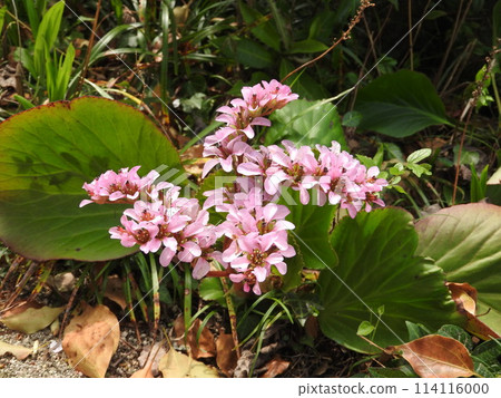 Himalaya Yukinoshita Himalaya Yukinoshita 114116000