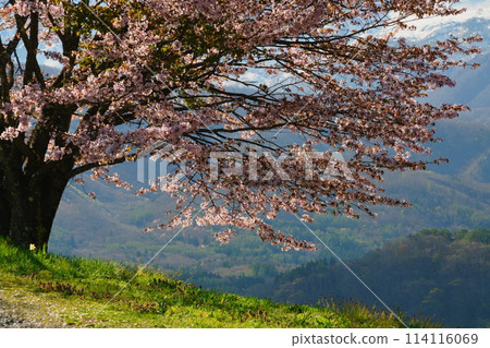 One cherry tree of Nodaira 114116069