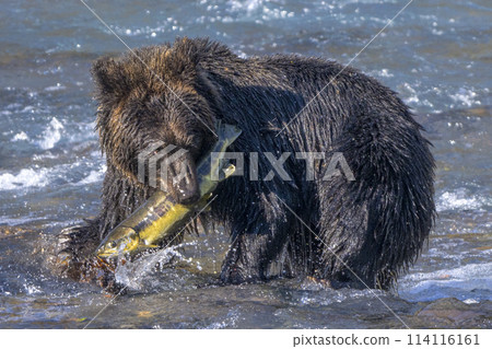 Brown bear obsessed with catching fish Brown bear obsessed with catching fish 114116161